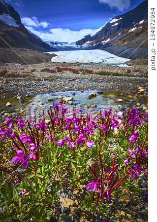 Wildflowers Blooming Near Glacier with Rugged Mountain Landscape in Bright Summer Sunlight 134972984