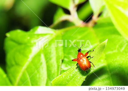 ルイスアシナガオトシブミ 134973049