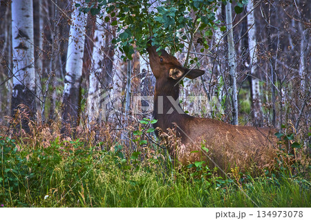 Rocky Mountain Elk Feeding in Forest Undergrowth with Aspens and Lush Greenery Rocky Mountain Elk Feeding in Forest Undergrowth with Aspens and Lush Greenery 134973078
