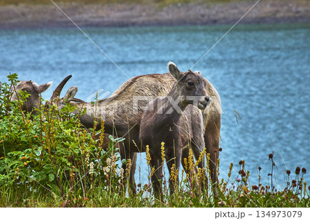 Rocky Mountain Bighorn Sheep Grazing Beside Blue Lake Water And Wildflowers Rocky Mountain Bighorn Sheep Grazing Beside Blue Lake Water And Wildflowers 134973079