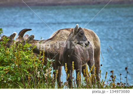 Rocky Mountain Bighorn Sheep Grazing by Blue Lake Water and Wildflowers Rocky Mountain Bighorn Sheep Grazing by Blue Lake Water and Wildflowers 134973080