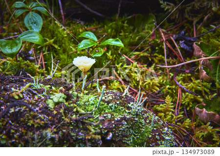 Close Up Forest Floor Mushroom With Moss And Green Leaves In Lush Woodland Close Up Forest Floor Mushroom With Moss And Green Leaves In Lush Woodland 134973089