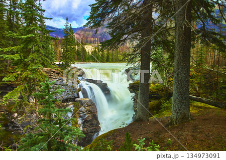 Athabasca Falls Waterfall with Evergreen Forest and Mountain Landscape in Jasper 134973091