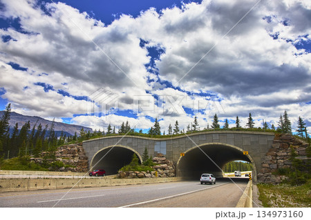 Wildlife Overpass Highway Crossing and Forest in Banff Canada Under Dramatic Sky Wildlife Overpass Highway Crossing and Forest in Banff Canada Under Dramatic Sky 134973160