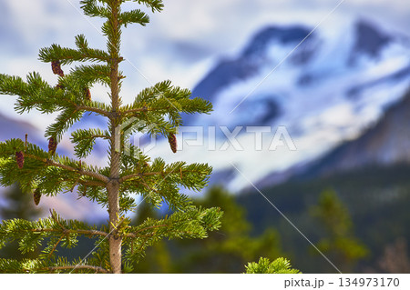 Pine Tree With Cones And Glacier Mountain Landscape In Canada 134973170