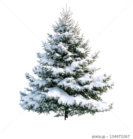 Snow-covered Evergreen Tree Stands Tall in Winter Scenery, Showcasing Natures Beauty in Cold Season 134973267
