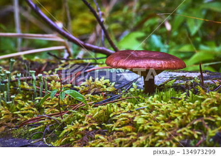 Mushroom and Moss on Forest Floor Close Up with Lush Greenery Mushroom and Moss on Forest Floor Close Up with Lush Greenery 134973299