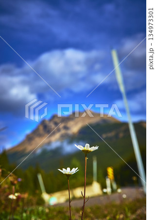 Wildflower and Mountain Landscape with Blue Sky Focused on Flowers in Vibrant Nature 134973301