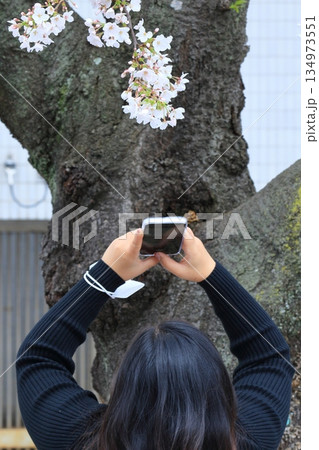 満開の桜をスマホで撮影　春イメージ　 134973551