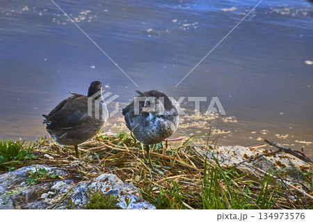 American Coots by Lake Shore with Water and Natural Vegetation American Coots by Lake Shore with Water and Natural Vegetation 134973576