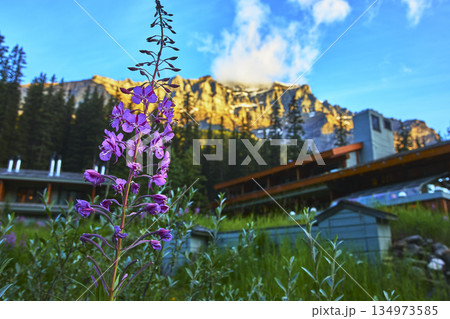 Wildflower in Morning Light With Mountain Lodge and Sunrise Peaks Wildflower in Morning Light With Mountain Lodge and Sunrise Peaks 134973585
