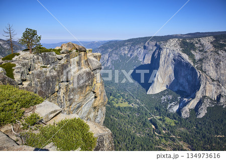Taft Point Cliff and El Capitan Overlook with Pine Tree Yosemite National Park 134973616
