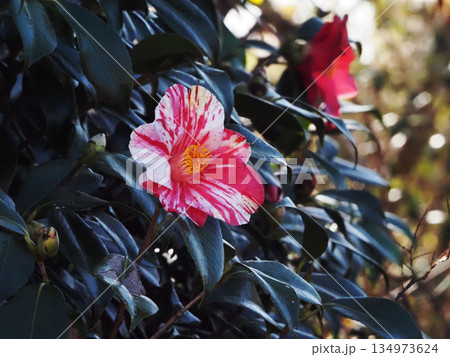 対岸のツバキの花とつぼみ(開花した吹上絞) 対岸のツバキの花とつぼみ(開花した吹上絞) 134973624