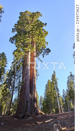 Giant Sequoia Tree Towering in Sunlit Forest California Trail of 100 Giants Giant Sequoia Tree Towering in Sunlit Forest California Trail of 100 Giants 134973627