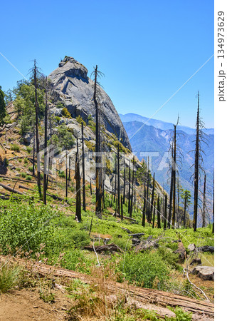 Moro Rock Burned Forest and Regrowth in Sequoia National Park California 134973629