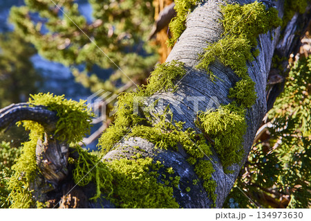 Moss Covered Tree Trunk with Sunlit Foliage and Natural Texture in Forest Setting 134973630