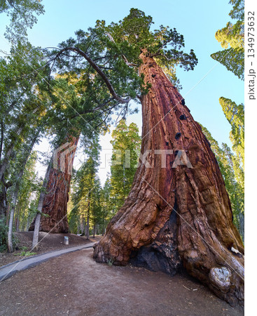 Giant Sequoia Trees and Forest Trail Panorama in Sequoia National Forest Giant Sequoia Trees and Forest Trail Panorama in Sequoia National Forest 134973632