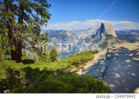 Half Dome and Pine Tree View from Glacier Point Yosemite National Park California Half Dome and Pine Tree View from Glacier Point Yosemite National Park California 134973641