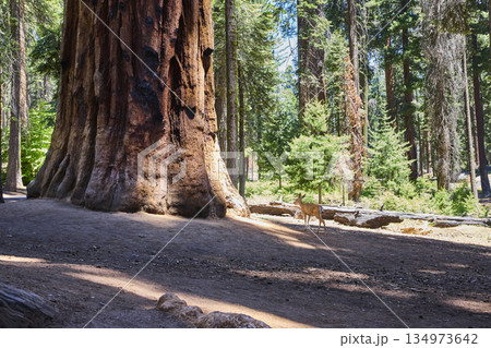 Giant Sequoia Tree Trunk With Deer In Sunlit Forest Sequoia National Park Giant Sequoia Tree Trunk With Deer In Sunlit Forest Sequoia National Park 134973642