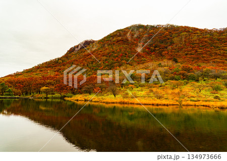 赤城山 覚満淵 秋の紅葉 赤城山 覚満淵 秋の紅葉 134973666