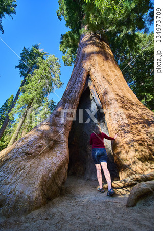 Giant Sequoia Tree with Traveler Exploring Forest Trail in California Giant Sequoia Tree with Traveler Exploring Forest Trail in California 134973709