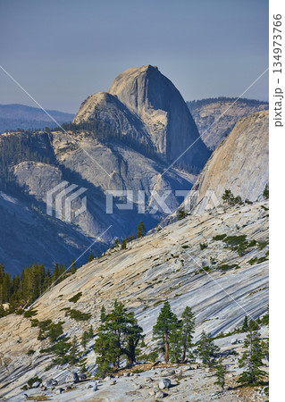 Half Dome Granite Slope and Pine Trees from Olmsted Point Yosemite National Park 134973766