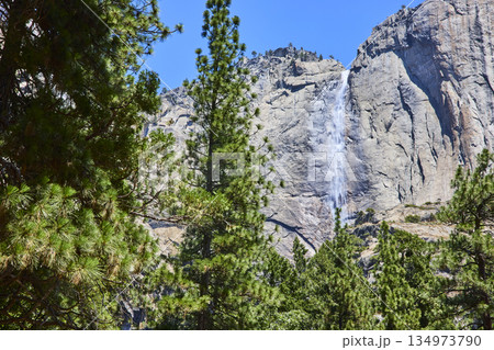 Yosemite Lower Falls and Granite Cliffs with Lush Pine Trees Under Blue Sky 134973790