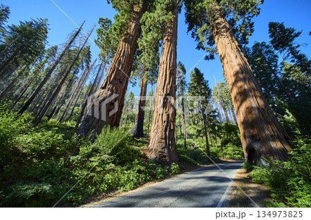 Sequoia National Park Four Guardians Giant Trees and Forest Road California Sequoia National Park Four Guardians Giant Trees and Forest Road California 134973825