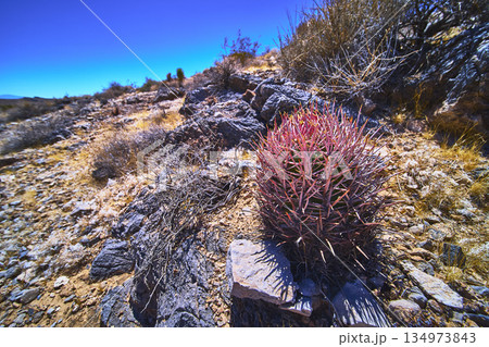 Barrel Cactus and Rocky Terrain in Bright Nevada Desert Landscape Barrel Cactus and Rocky Terrain in Bright Nevada Desert Landscape 134973843