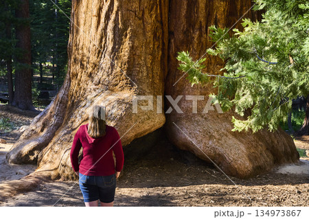 Giant Sequoia Tree Trunk with Female Hiker in Sequoia National Forest California Giant Sequoia Tree Trunk with Female Hiker in Sequoia National Forest California 134973867