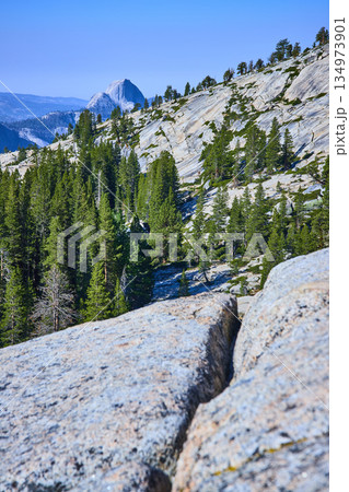 Half Dome and Granite Slopes with Pine Forest at Olmsted Point Yosemite National Park 134973901