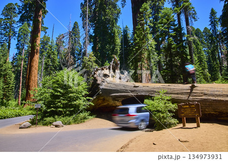 Tunnel Log Sequoia National Park California Car Driving Through Giant Fallen Tree 134973931