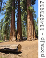 Giant Sequoia Trees and Truck Parker Group Forest Scene Sequoia National Park 134973937