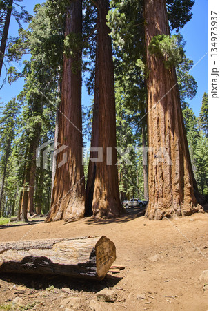 Giant Sequoia Trees and Truck Parker Group Forest Scene Sequoia National Park Giant Sequoia Trees and Truck Parker Group Forest Scene Sequoia National Park 134973937