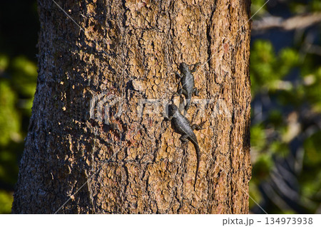 Lizards Climbing Tree Bark in Sunlight with Nature Background 134973938