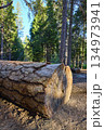 Sequoia Log Close Up in Sunlit Forest with Tall Pine Trees and Natural Texture 134973941