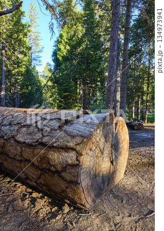 Sequoia Log Close Up in Sunlit Forest with Tall Pine Trees and Natural Texture Sequoia Log Close Up in Sunlit Forest with Tall Pine Trees and Natural Texture 134973941