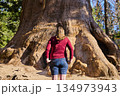 Giant Sequoia Tree Base with Tourist in Sunlit Sequoia National Forest California 134973943