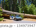 Tunnel Log Sequoia National Park Iconic Road Cars Motion Blur California 134973947