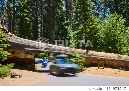 Tunnel Log Sequoia National Park Iconic Road Cars Motion Blur California 134973947