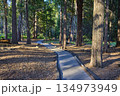 Forest Trail with Towering Sequoias and Sunlight in Sequoia National Forest 134973949