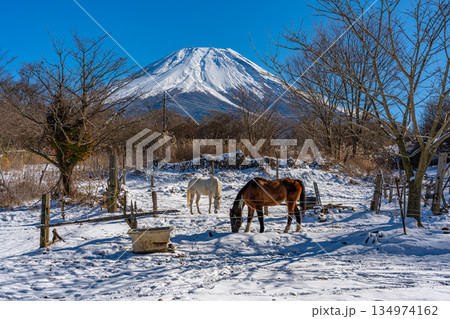 冬の牧場　雪景色　富士山　馬　朝霧高原 134974162