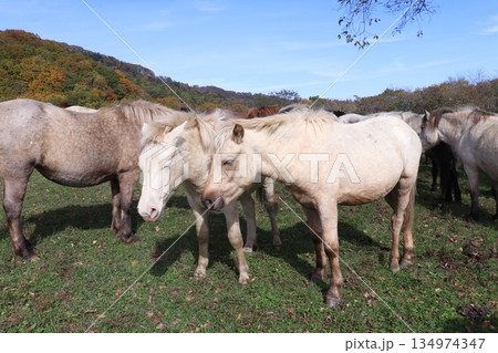 どさんこ 134974347