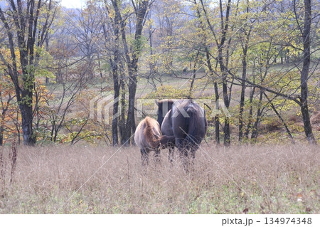 授乳中のどさんこ親子 授乳中のどさんこ親子 134974348