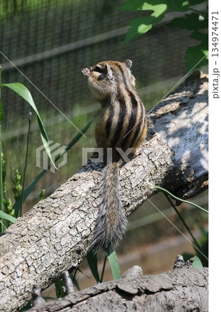 シマリス　りすの家　リス 134974471