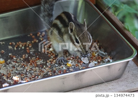 シマリス りすの家 リス シマリス りすの家 リス 134974473