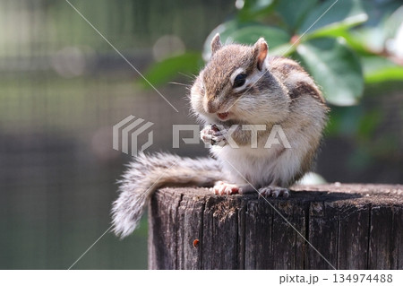 シマリス りすの家 リス シマリス りすの家 リス 134974488