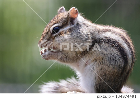 シマリス　りすの家　リス 134974491