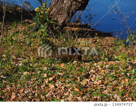 ヌートリア 134974737