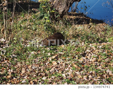 ヌートリア 134974741